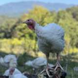 turkey from Good Wheel Farm