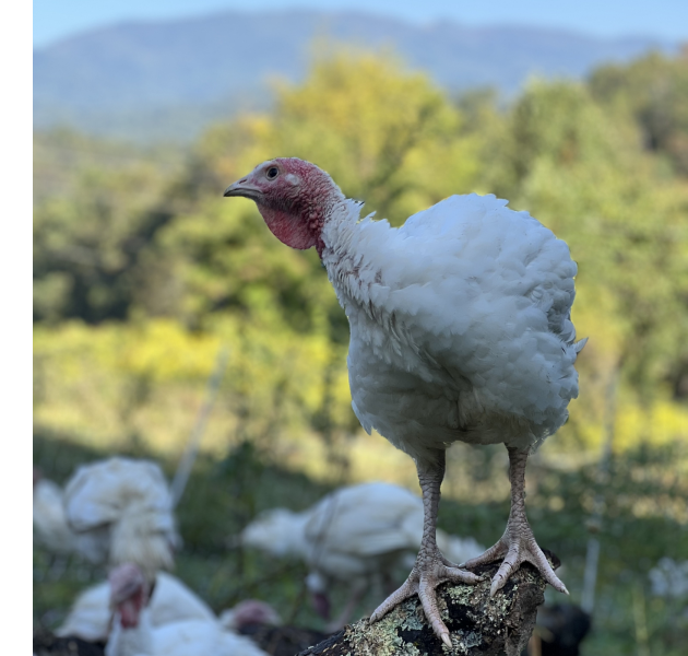 turkey from Good Wheel Farm