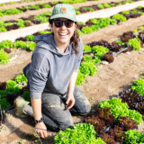 Farmers in rows of lettuce